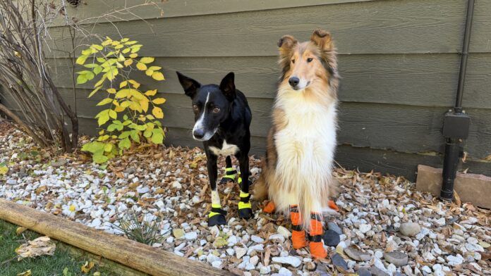 Best Winter Boots for Dogs The best winter dog boots protect your dog's delicate paws during cold winters.