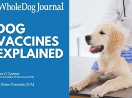 Dog Vaccines Explained: Core Shots, Boosters, and Titers