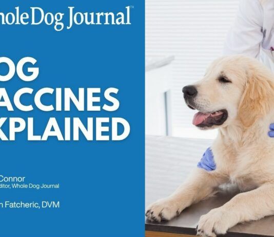 Dog Vaccines Explained: Core Shots, Boosters, and Titers