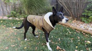 Frisco was our picke for the best budget dog winter coat.