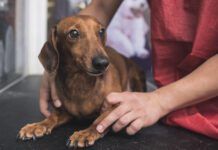Dog stress relief can be obtained by training, socialization, and medication or some combination thereof.