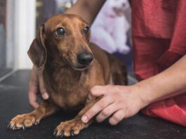 Dog stress relief can be obtained by training, socialization, and medication or some combination thereof.