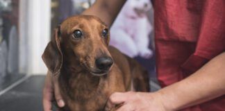 Dog stress relief can be obtained by training, socialization, and medication or some combination thereof.