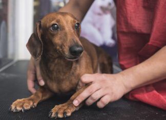 Dog Stress Relief: How to Help Your Dog Feel Calmer Dog stress relief can be obtained by training, socialization, and medication or some combination thereof.