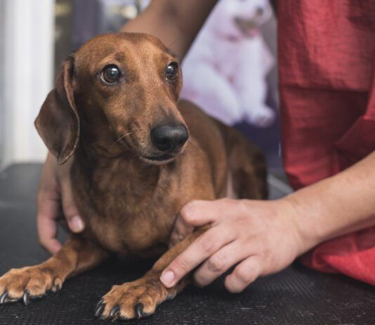 Dog stress relief can be obtained by training, socialization, and medication or some combination thereof.