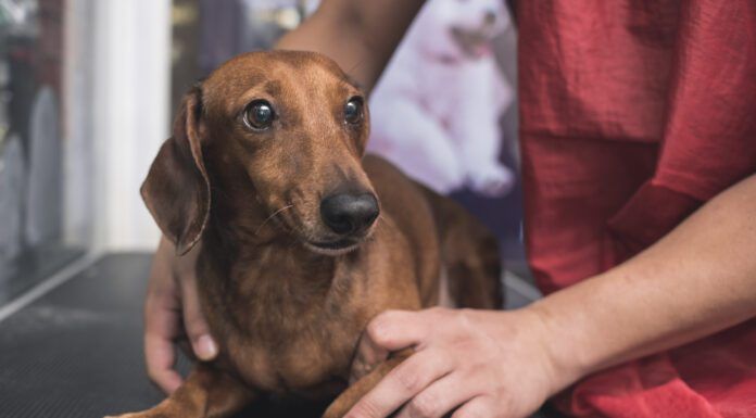 Dog stress relief can be obtained by training, socialization, and medication or some combination thereof.