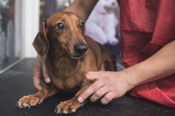 A pet groomer or vet reassures an uneasy brown dachshund while at a clinic or dog salon. Dog stress relief can be obtained by training, socialization, and medication or some combination thereof.