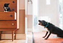 A dogs hackles are raised-hair stands on end-when they are alarmed by something.