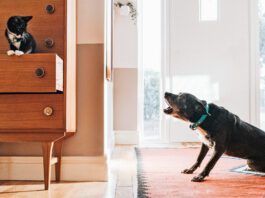 Why a Dog Has Raised Hackles A dogs hackles are raised-hair stands on end-when they are alarmed by something.