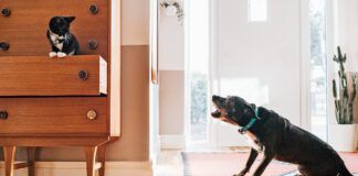 A dogs hackles are raised-hair stands on end-when they are alarmed by something.