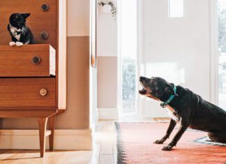 A dogs hackles are raised-hair stands on end-when they are alarmed by something.