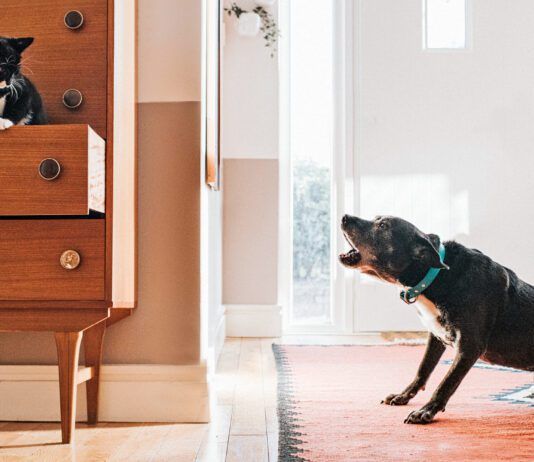 A dogs hackles are raised-hair stands on end-when they are alarmed by something.