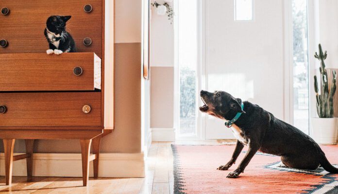 A dogs hackles are raised-hair stands on end-when they are alarmed by something.