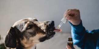Dog anxiety supplements are over the counter supplements that may help with a dog's anxiety.