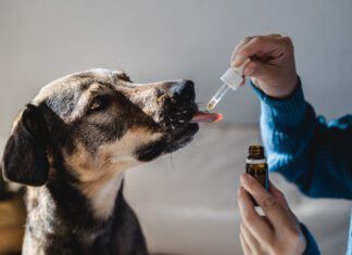 Anti-Anxiety Products for Dogs Dog anxiety supplements are over the counter supplements that may help with a dog's anxiety.