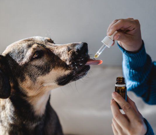 Dog anxiety supplements are over the counter supplements that may help with a dog's anxiety.