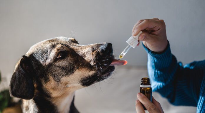 Dog anxiety supplements are over the counter supplements that may help with a dog's anxiety.