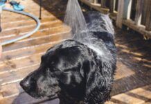 Picking the Best Portable Shower for Your Dog Portable dog showers can spare your car upholstery when walking your dog far from home.