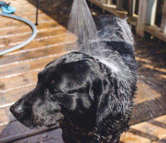 Picking the Best Portable Shower for Your Dog Portable dog showers can spare your car upholstery when walking your dog far from home.