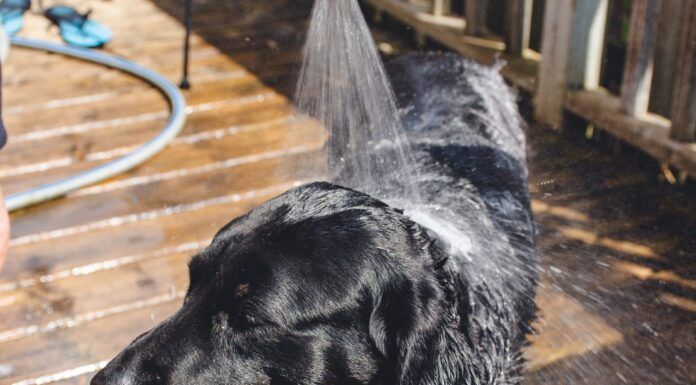 Picking the Best Portable Shower for Your Dog Portable dog showers can spare your car upholstery when walking your dog far from home.