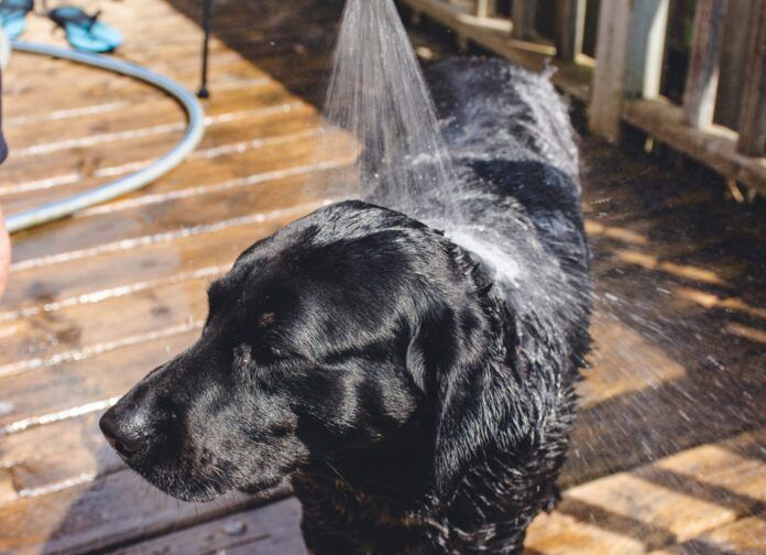 Dog having a shower at home Portable dog showers can spare your car upholstery when walking your dog far from home.
