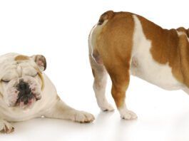 How to Relieve Gas in Dogs at Home Relieving excessive gas in dogs is a matter of identifying the causes and taking action to remedy them.