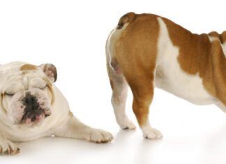 Relieving excessive gas in dogs is a matter of identifying the causes and taking action to remedy them.