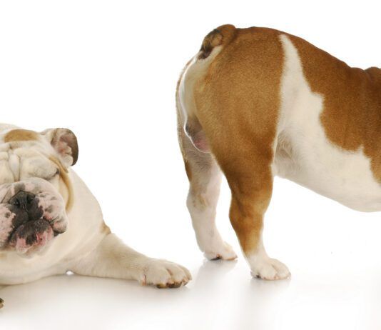 How to Relieve Gas in Dogs at Home Relieving excessive gas in dogs is a matter of identifying the causes and taking action to remedy them.