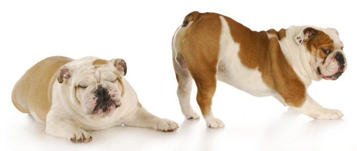 One dog sticking his butt out and the other looking away Relieving excessive gas in dogs is a matter of identifying the causes and taking action to remedy them.