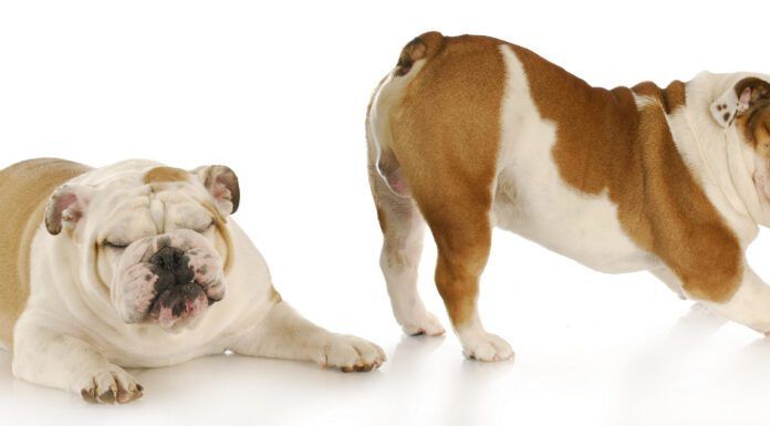 How to Relieve Gas in Dogs at Home Relieving excessive gas in dogs is a matter of identifying the causes and taking action to remedy them.