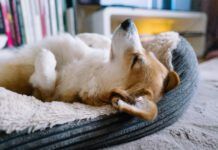 Dogs sleep on their backs because they find the position comfortable or they want to cool down.