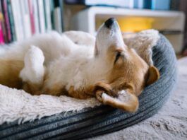 Dogs sleep on their backs because they find the position comfortable or they want to cool down.