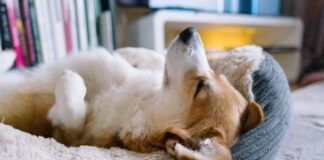 Dogs sleep on their backs because they find the position comfortable or they want to cool down.