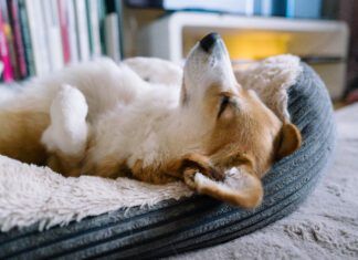 Why Does My Dog Sleep on His Back? What It Means and When to Worry Dogs sleep on their backs because they find the position comfortable or they want to cool down.