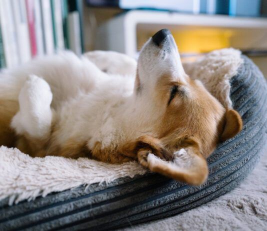 Dogs sleep on their backs because they find the position comfortable or they want to cool down.