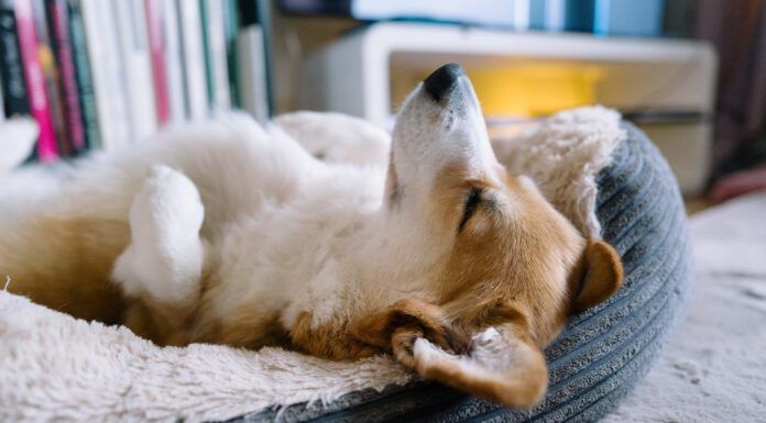 Why Does My Dog Sleep on His Back? What It Means and When to Worry Dogs sleep on their backs because they find the position comfortable or they want to cool down.