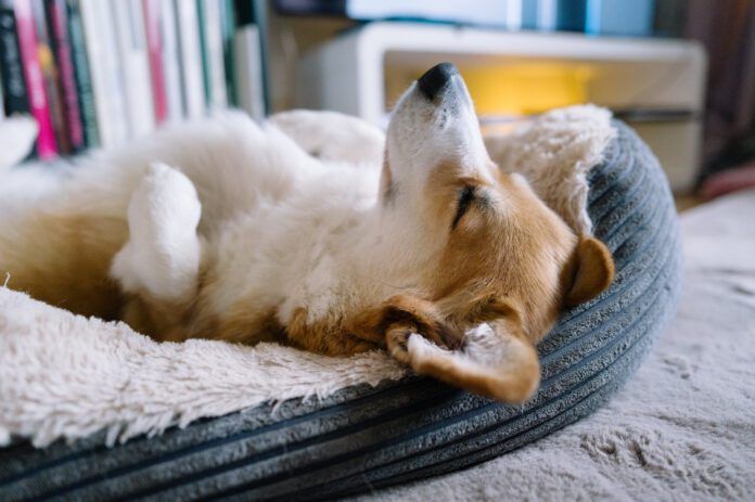 Welsh corgi Pembroke sleeps in pet bed Dogs sleep on their backs because they find the position comfortable or they want to cool down.