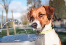 How to Handle a Dog’s Diarrhea at Home home remedies for dog diarrhea come in many forms from routine to esoteric.