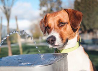 How to Handle a Dog’s Diarrhea at Home home remedies for dog diarrhea come in many forms from routine to esoteric.