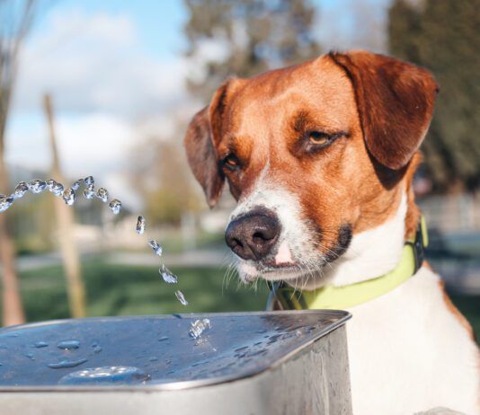 home remedies for dog diarrhea come in many forms from routine to esoteric.