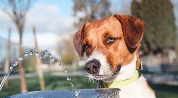 How to Handle a Dog’s Diarrhea at Home home remedies for dog diarrhea come in many forms from routine to esoteric.