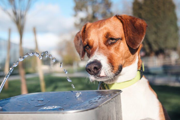 home remedies for dog diarrhea come in many forms from routine to esoteric.