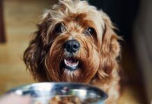 Best Choices for Organic Dog Food Organic dog food is often touted as superior to the regular dog food found on shelves, but does it really match the hype.