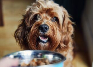 Organic dog food is often touted as superior to the regular dog food found on shelves, but does it really match the hype.