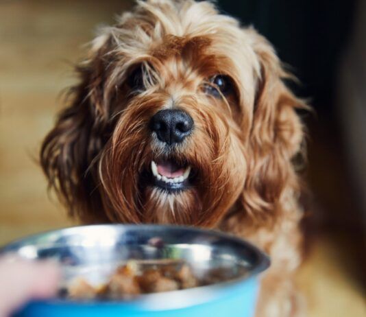 Best Choices for Organic Dog Food Organic dog food is often touted as superior to the regular dog food found on shelves, but does it really match the hype.