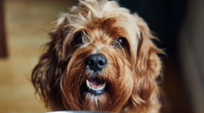 Best Choices for Organic Dog Food Organic dog food is often touted as superior to the regular dog food found on shelves, but does it really match the hype.