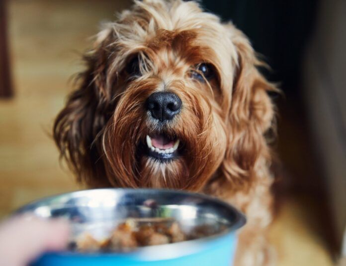 Pet dog looking a dog food in bowl Organic dog food is often touted as superior to the regular dog food found on shelves, but does it really match the hype.