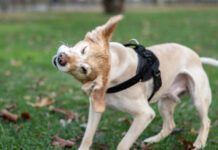 Early detection is the key to how to treat yeast infections in dogs.