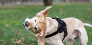 Early detection is the key to how to treat yeast infections in dogs.