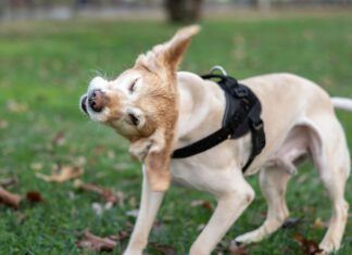 Early detection is the key to how to treat yeast infections in dogs.